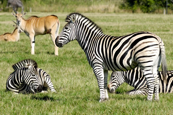 Groep van Zebra 's — Stockfoto