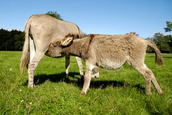 Donkey drinking milk — Stock Photo, Image