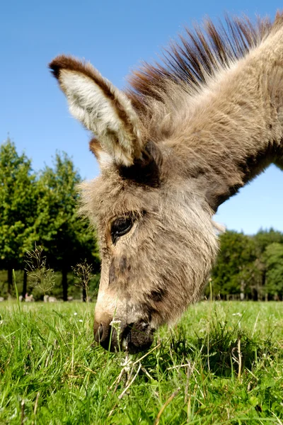 Donkey eating grass — Stock Photo, Image