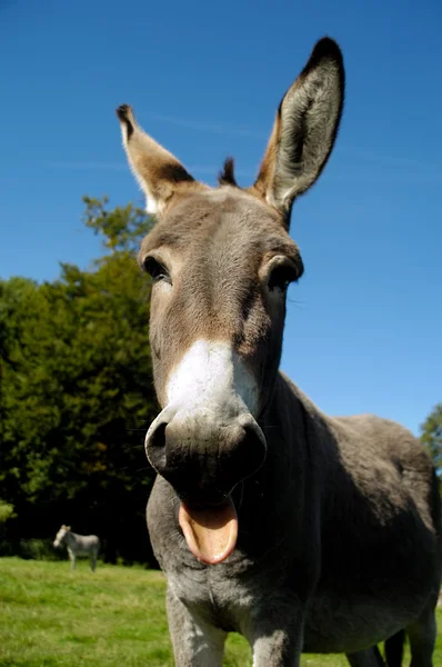 Donkey shows tongue — Stock Photo, Image
