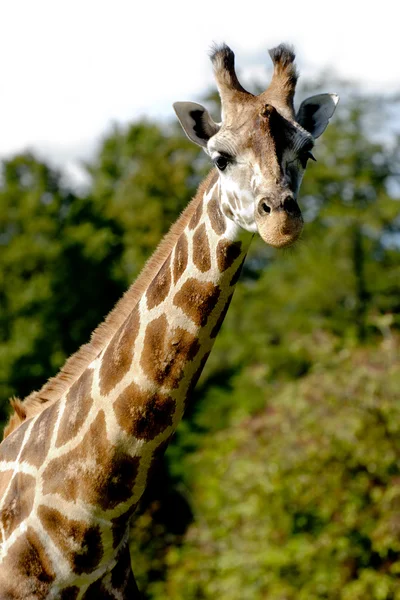 Giraff... — Fotografia de Stock