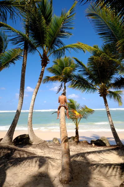 男子坐上棕榈 — 图库照片