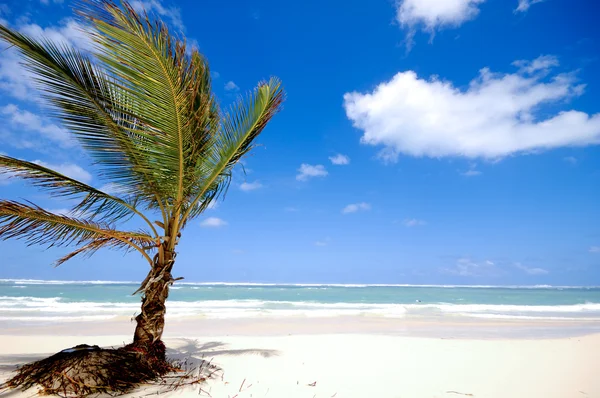 Palm op strand — Stockfoto
