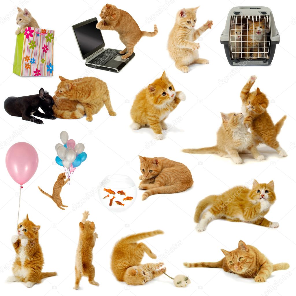 Cat collection on white background
