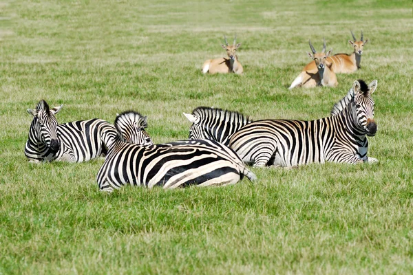 Grupo de Cebras — Foto de Stock