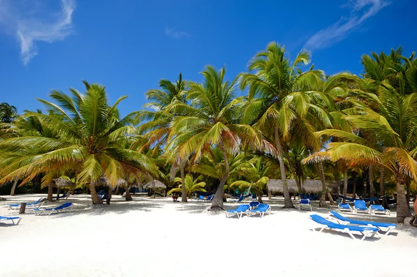 天堂海滩与棕榈树和日光浴床 — 图库照片