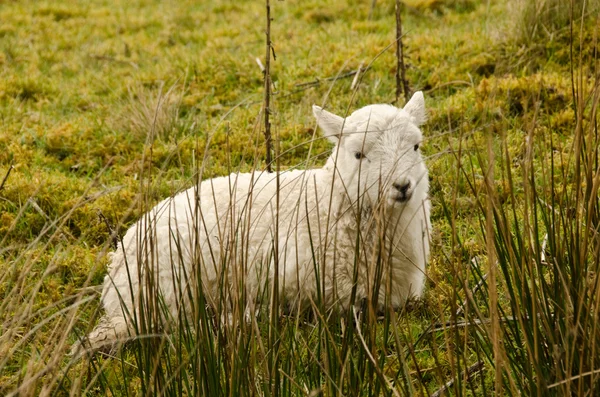 Welsh Lamb — Stock fotografie