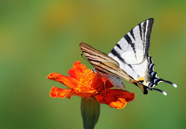 Butterfly on marigold — Stock Photo, Image