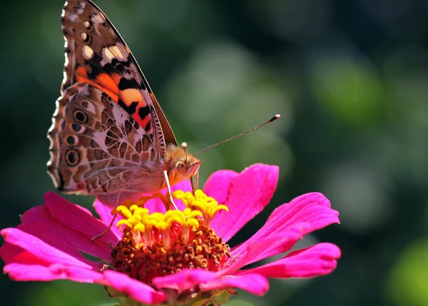 Zblízka Butterfly — Stock fotografie