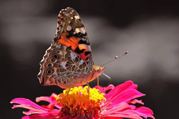 Schmetterling auf schwarzem Hintergrund — Stockfoto