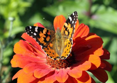 Butterfly sitting on flower clipart