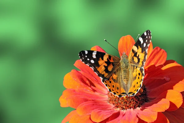 Kelebek boyalı kadın — Stok fotoğraf