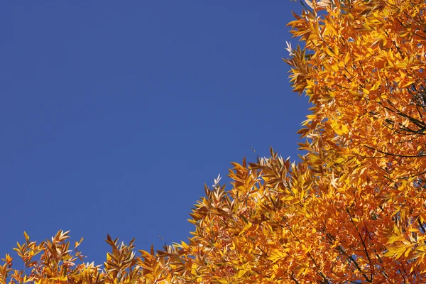Árboles en otoño — Foto de Stock