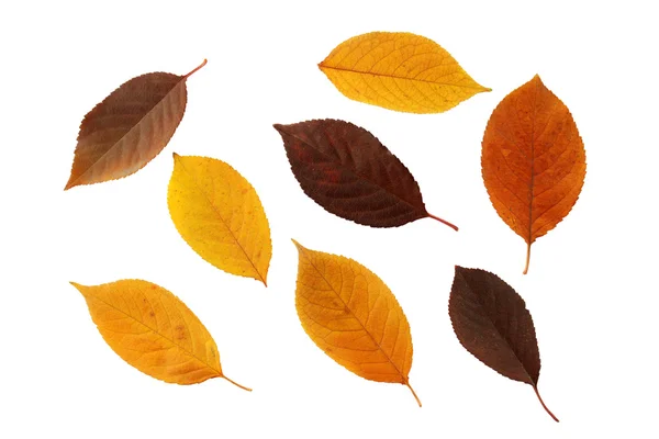 Set of autumnal leaves — Stock Photo, Image