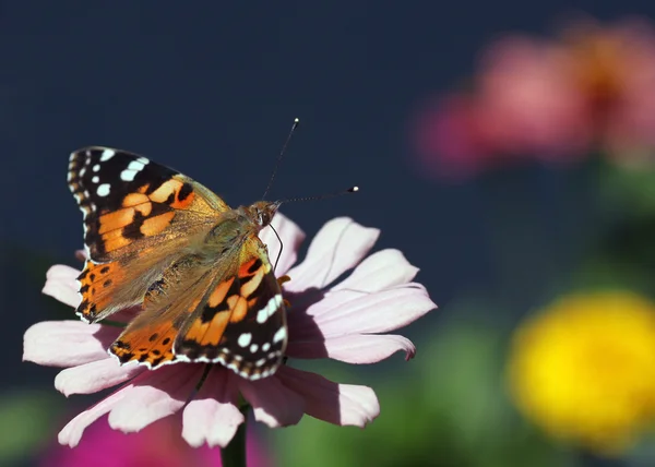 Farfalla — Foto Stock
