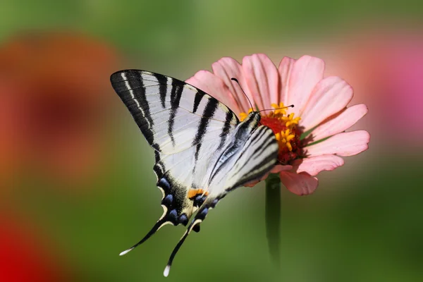 Mariposa en flor — Foto de Stock