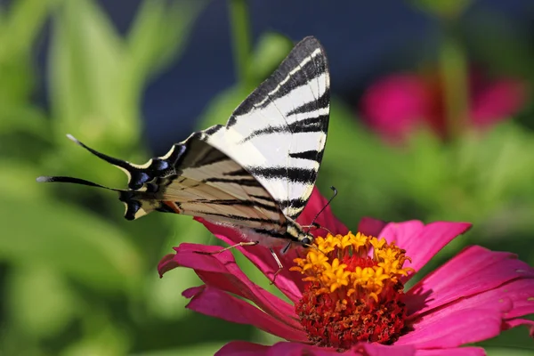 Butterfly (Scarce Swallowtail) — Stock Photo, Image