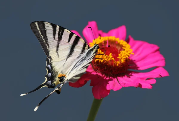 Butterfly (Scarce Swallowtail) — Stock Photo, Image