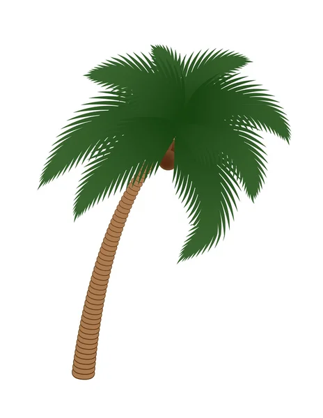 stock vector Coconut palm tree isolated on white