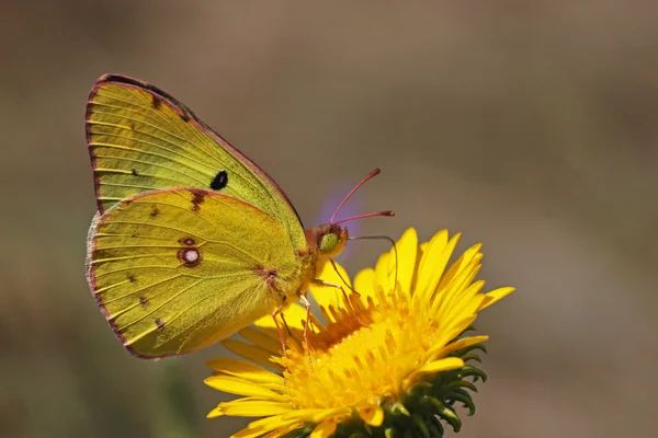 Yellow brimstone butterfly — Stock Photo, Image