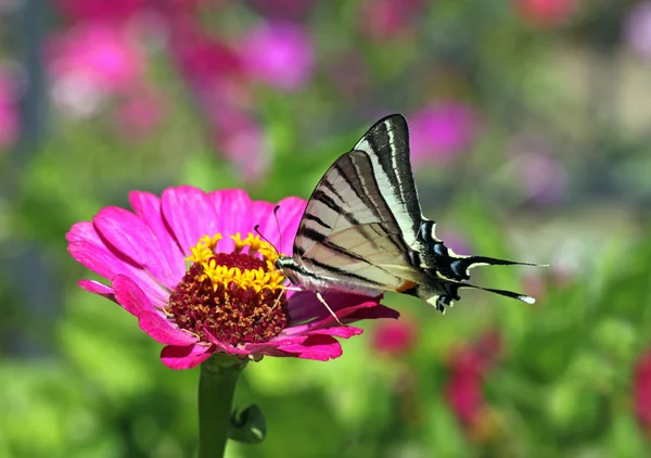 Sommerfugl oven på blomst - Stock-foto