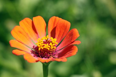 Çiçek (zinnia)