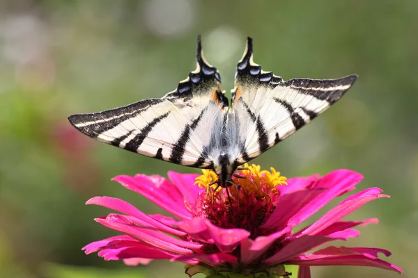 Mariposa (cola de golondrina escasa) ) — Foto de Stock