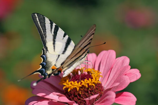 Sommerfugl med åpnede vinger på blomst – stockfoto