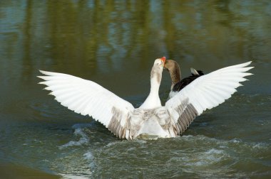 Greyland gooses clipart