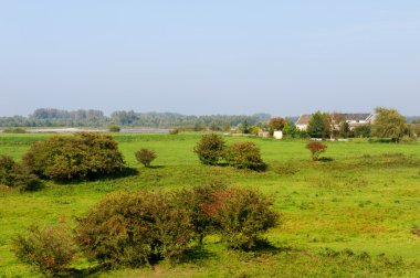 çayırlar, Hollandalı yatay