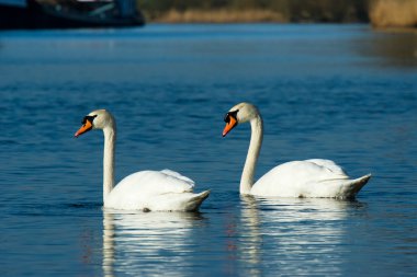 Couple white swan clipart