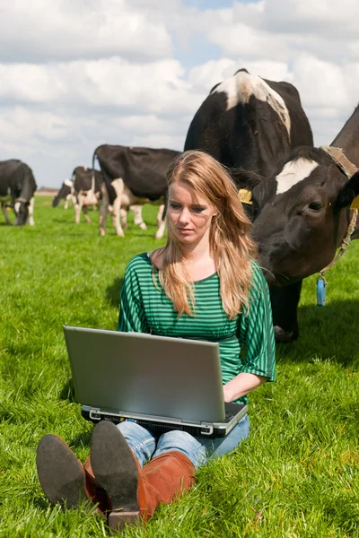 stock image Dutch girl with laptop in field with cows