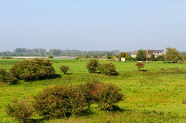 Голландский пейзаж с лугами — стоковое фото