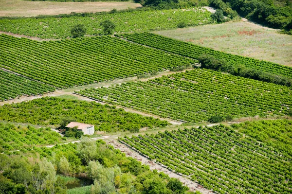 在法国的葡萄园 — 图库照片