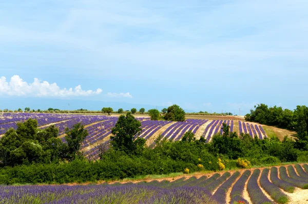 Lavendelfelder in Frankreich — Stockfoto