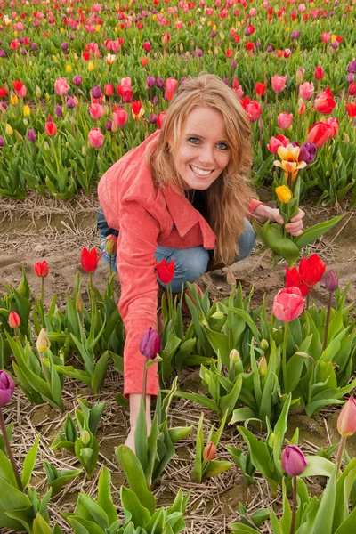 Dutch blond girl in plucking tulips — Stock Photo, Image