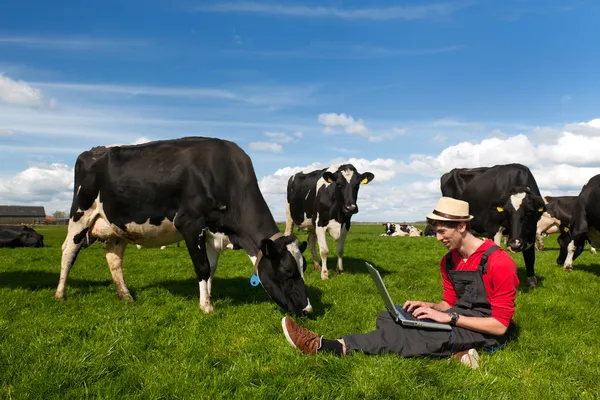 Молодой фермер с ноутбуком в поле с коровами — стоковое фото