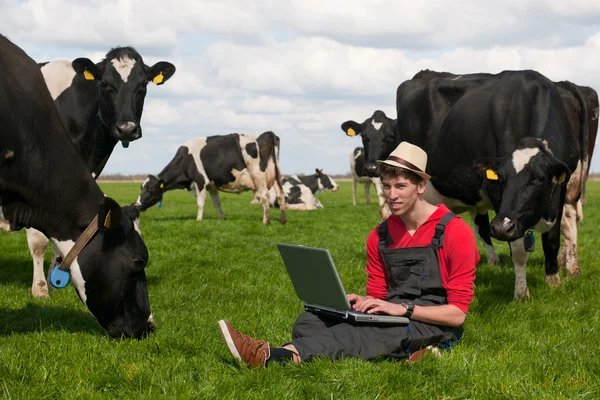 带着手提电脑的年轻农民带着奶牛在田里 — 图库照片