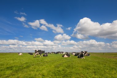 Cattle Dutch cows clipart
