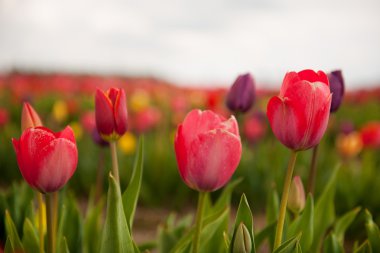 Colorful Dutch tulips clipart