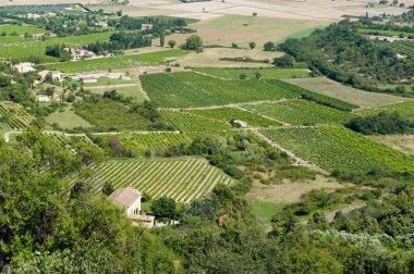 Vineyard in France clipart