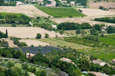 Vineyard in France clipart