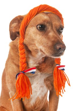 Dutch dog clipart