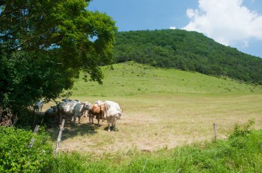 Beyaz charolais sığır peyzaj