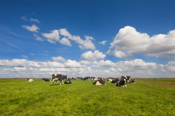 Bovinos vacas holandesas — Fotografia de Stock