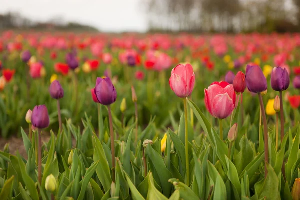 Цветные поля с тюльпанами — стоковое фото