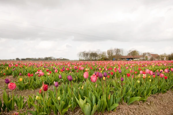 Campos coloridos con tulipanes — Foto de Stock