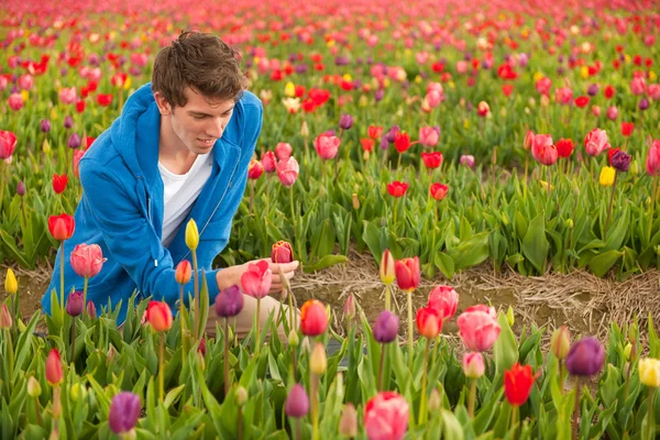Mladý muž v holandská Tulipánová pole — Stock fotografie