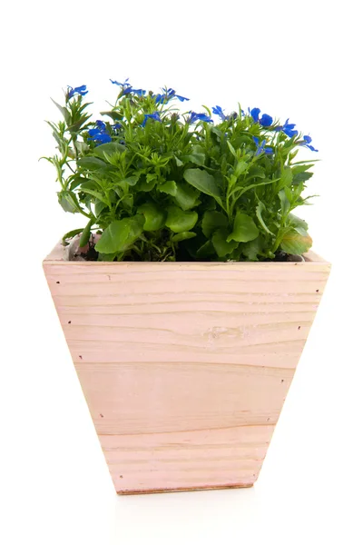 Blue Lobelia in pink pot — Stock Photo, Image