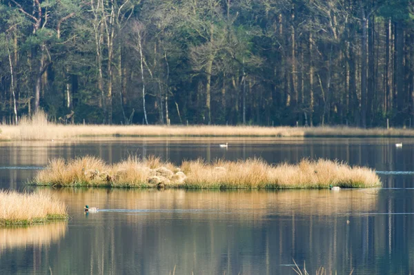 stock image Nature fen in the forest